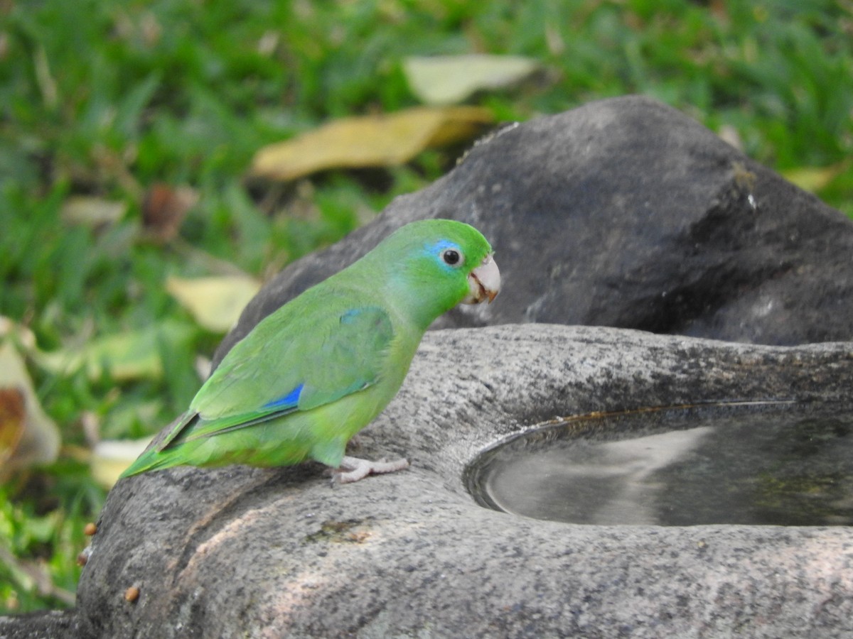 Spectacled Parrotlet - ML618785528