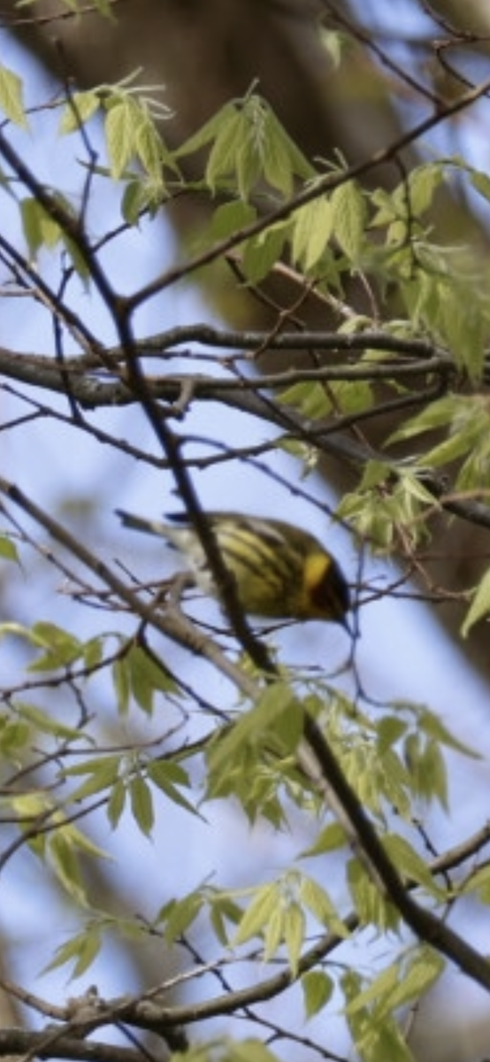 Cape May Warbler - ML618785592