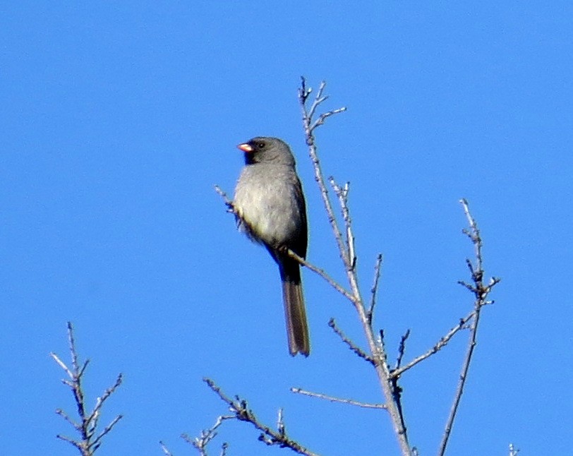 Black-chinned Sparrow - ML618785607