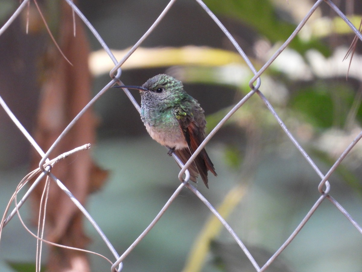 kolibřík mexický - ML618785610