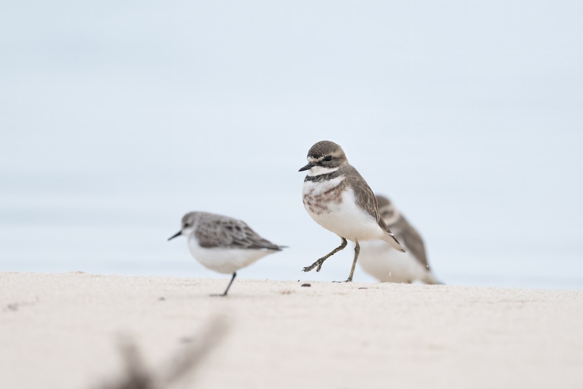 Double-banded Plover - Ian Shrubsole
