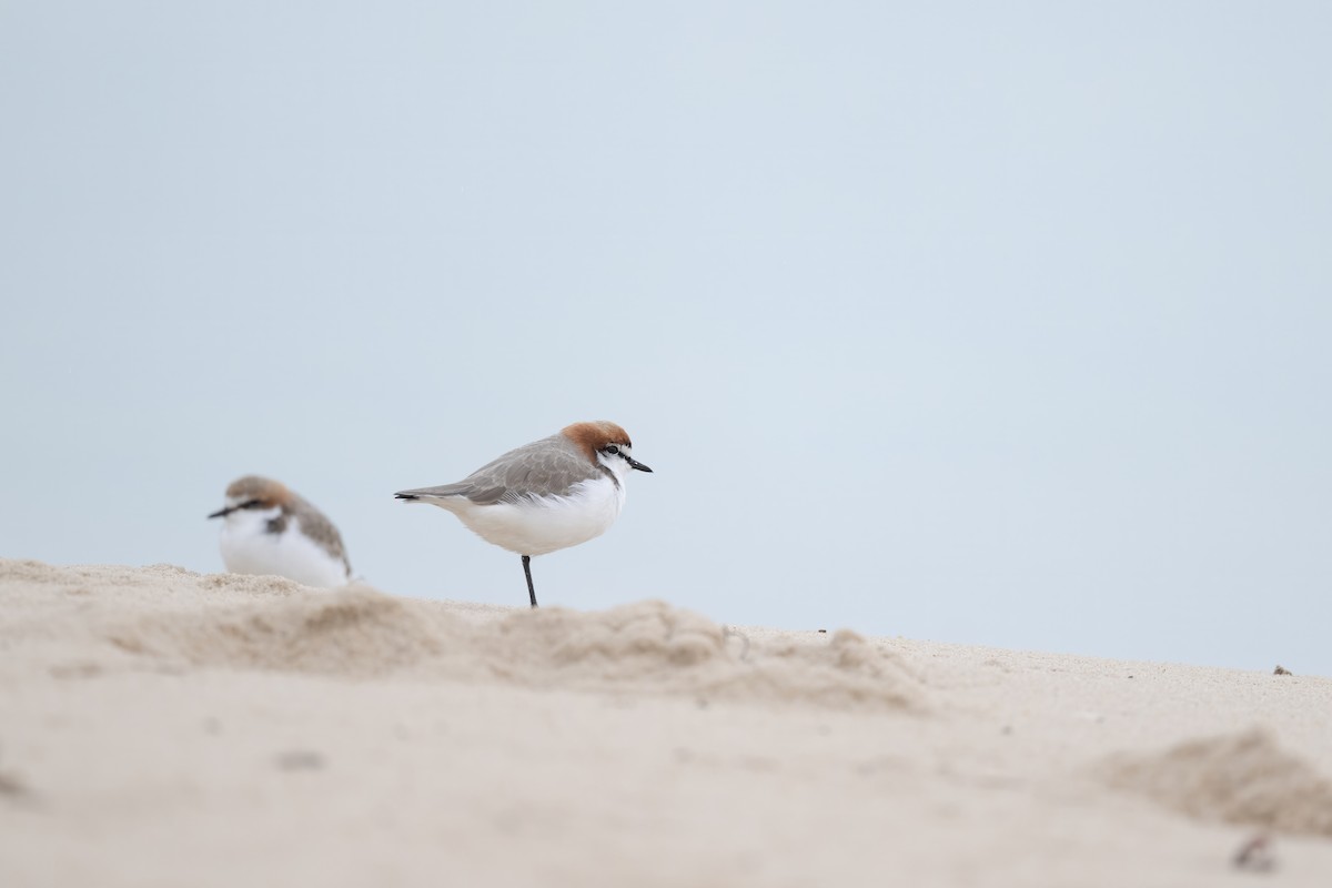 Red-capped Plover - ML618785639