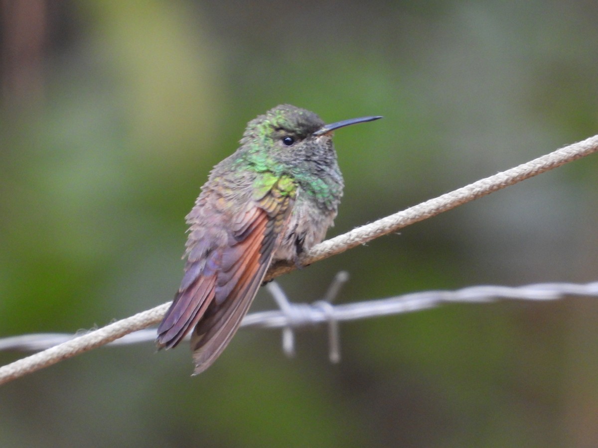 Berylline Hummingbird - Nancy Dunn