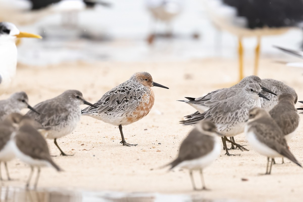 Red Knot - ML618785673