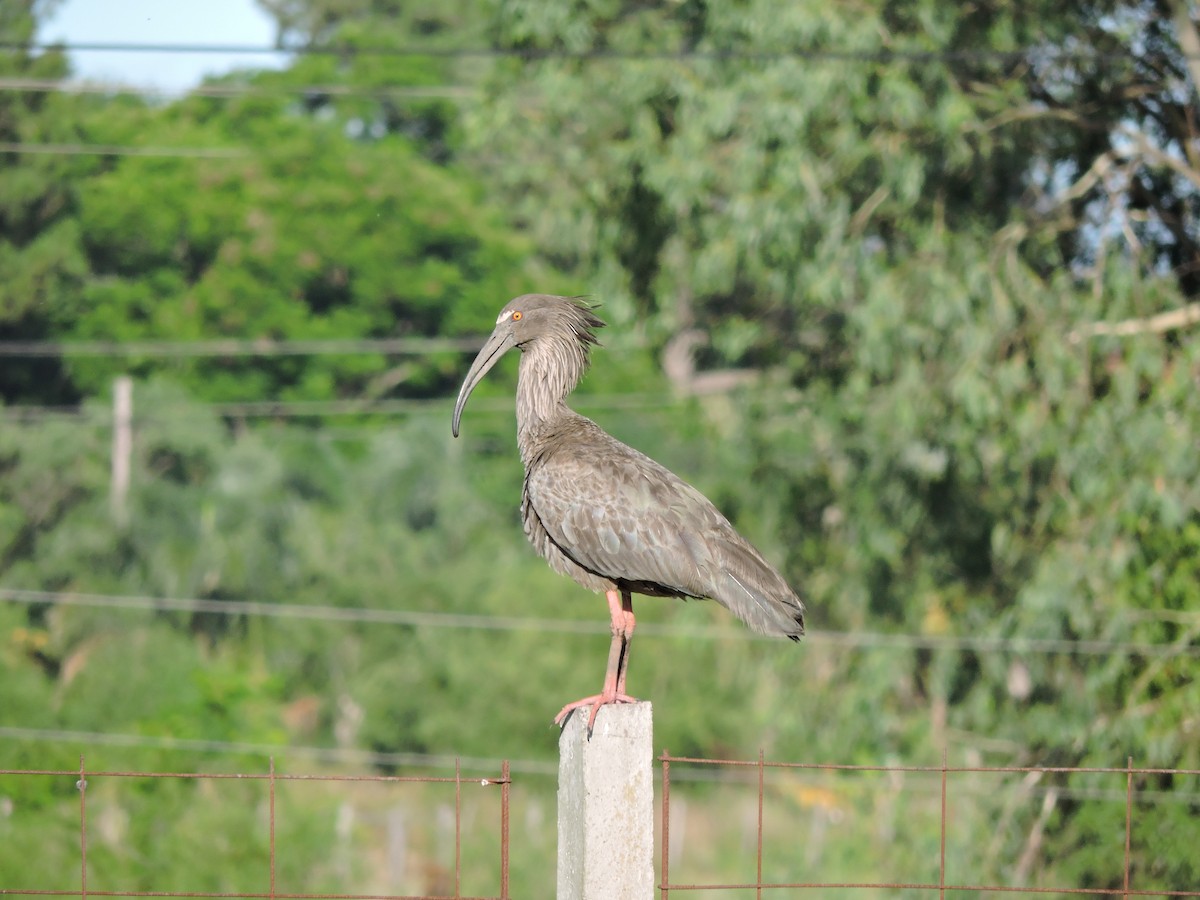 ibis běločelý - ML618785677
