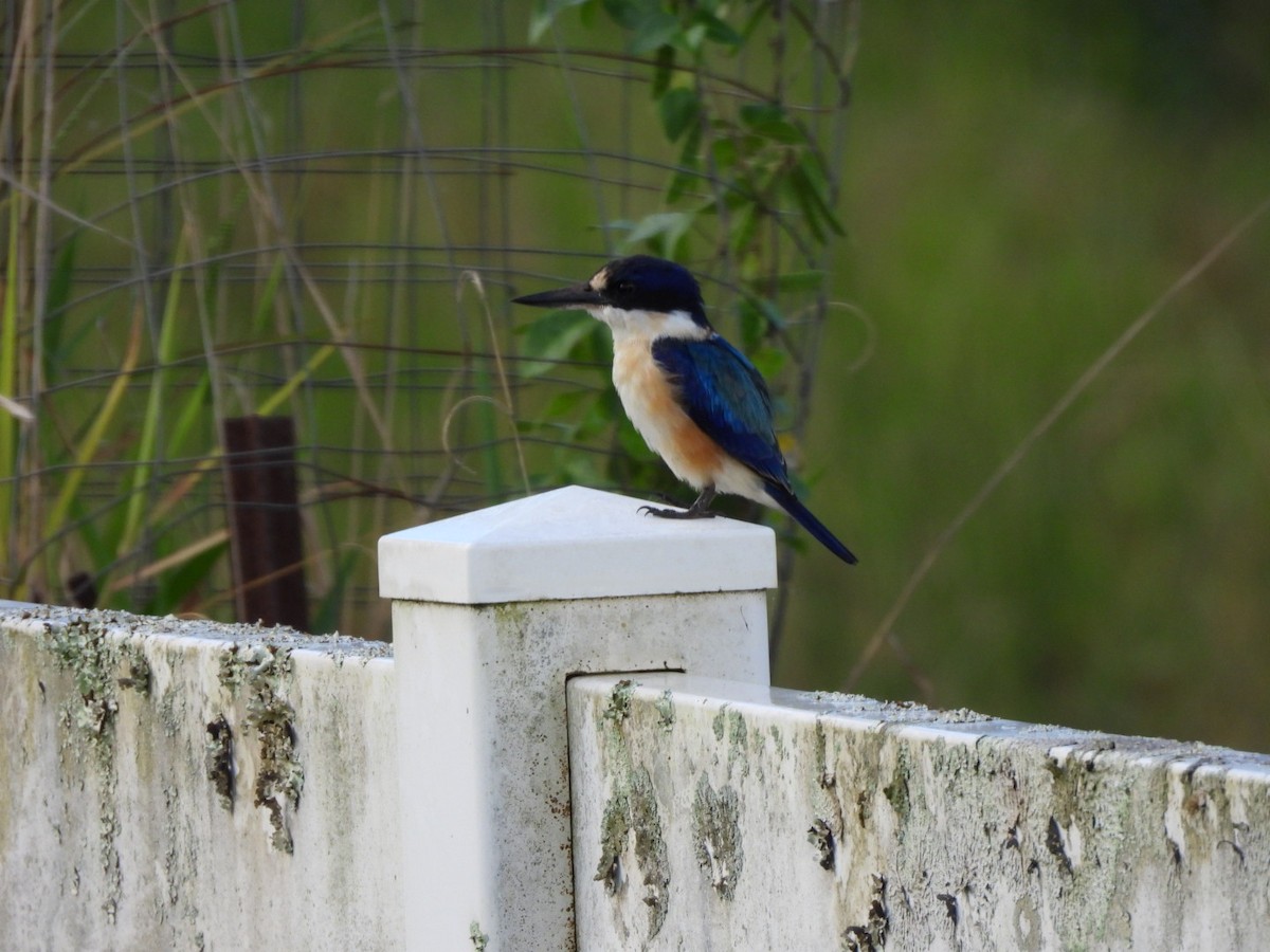 Forest Kingfisher - ML618785700