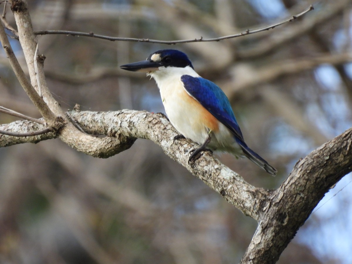 Forest Kingfisher - ML618785701
