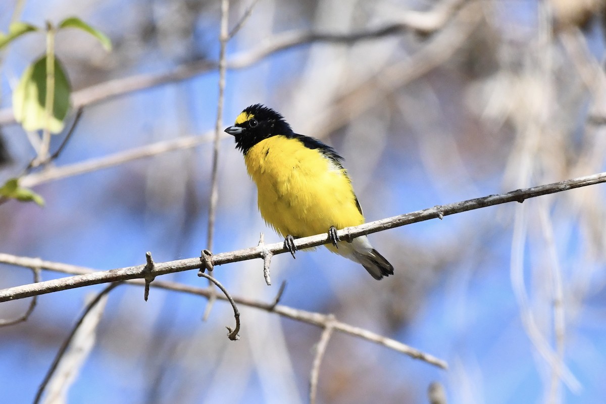 West Mexican Euphonia - ML618785727