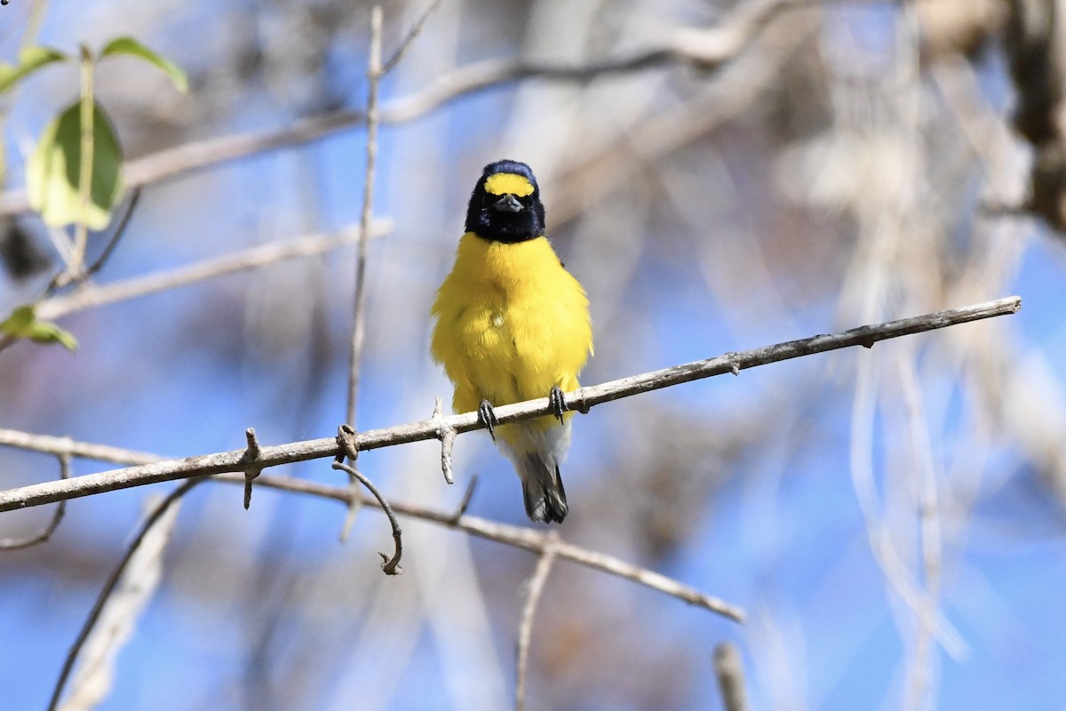 West Mexican Euphonia - ML618785728