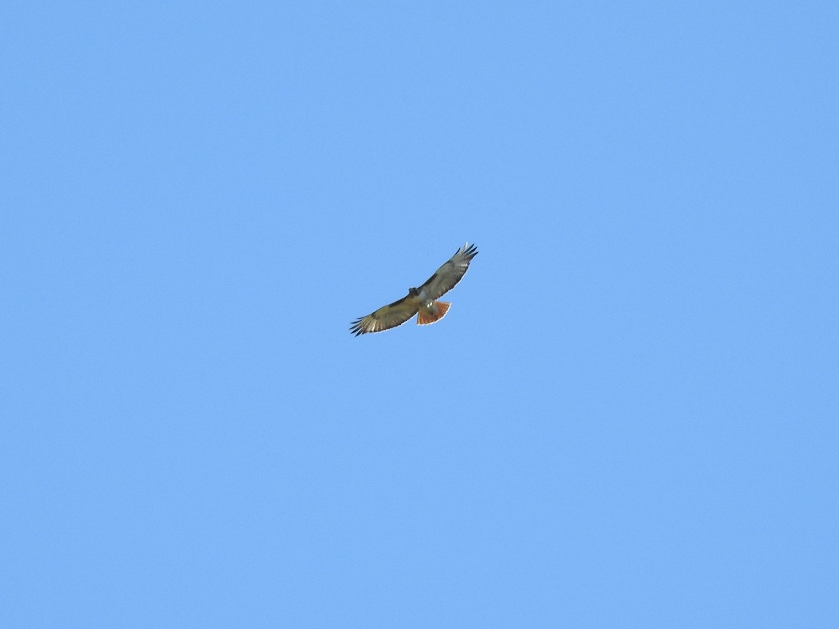 Red-tailed Hawk - ML618785743