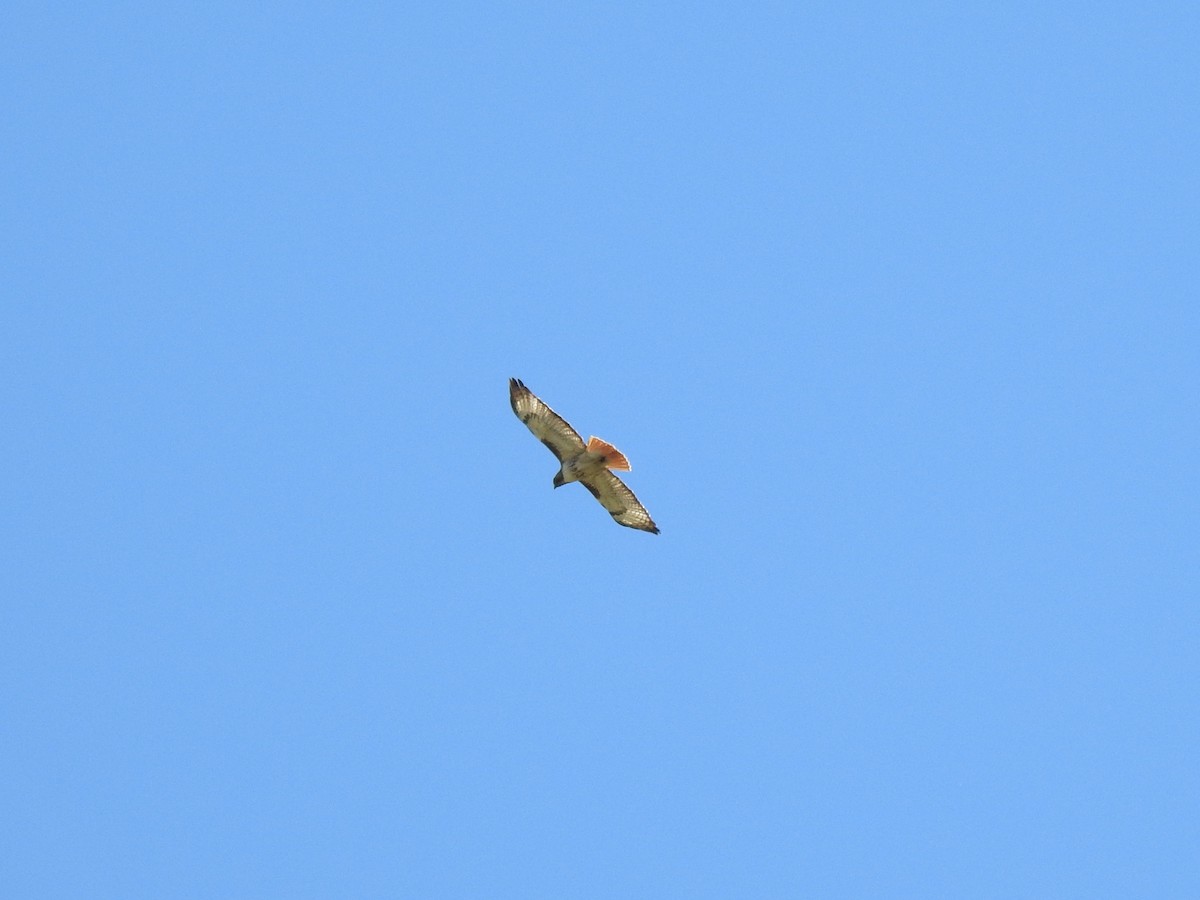 Red-tailed Hawk - ML618785744