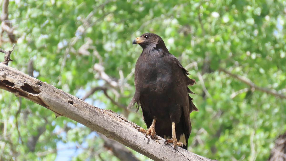 Common Black Hawk - Merri R