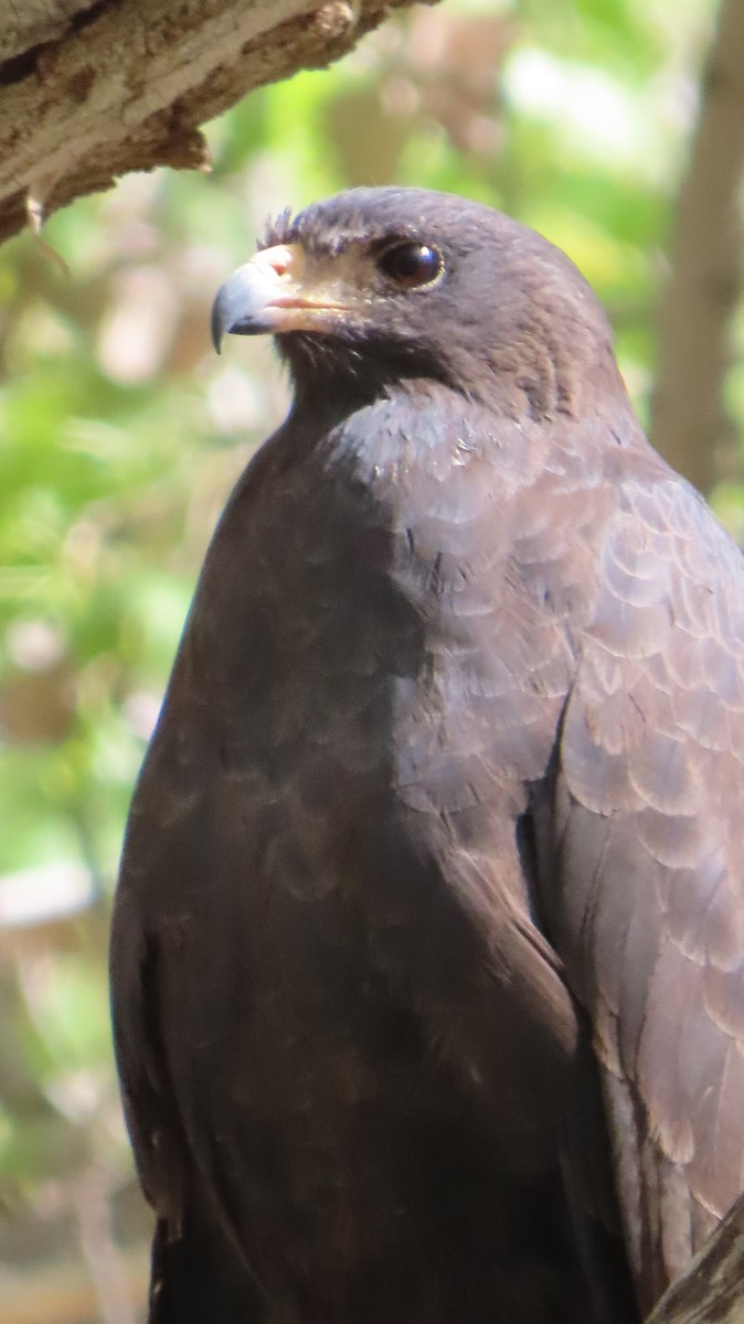 Common Black Hawk - Merri R