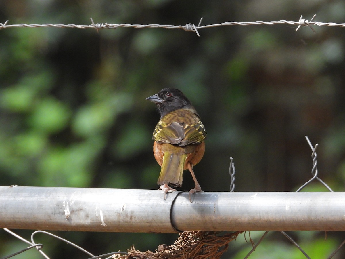 Spotted Towhee (Olive-backed) - ML618785762