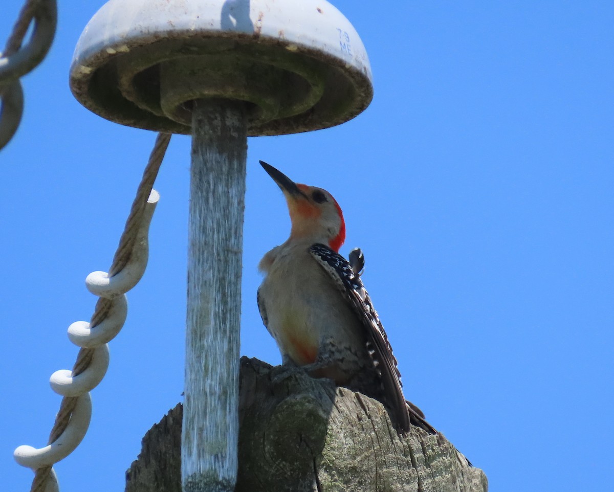 Red-bellied Woodpecker - Laurie Witkin