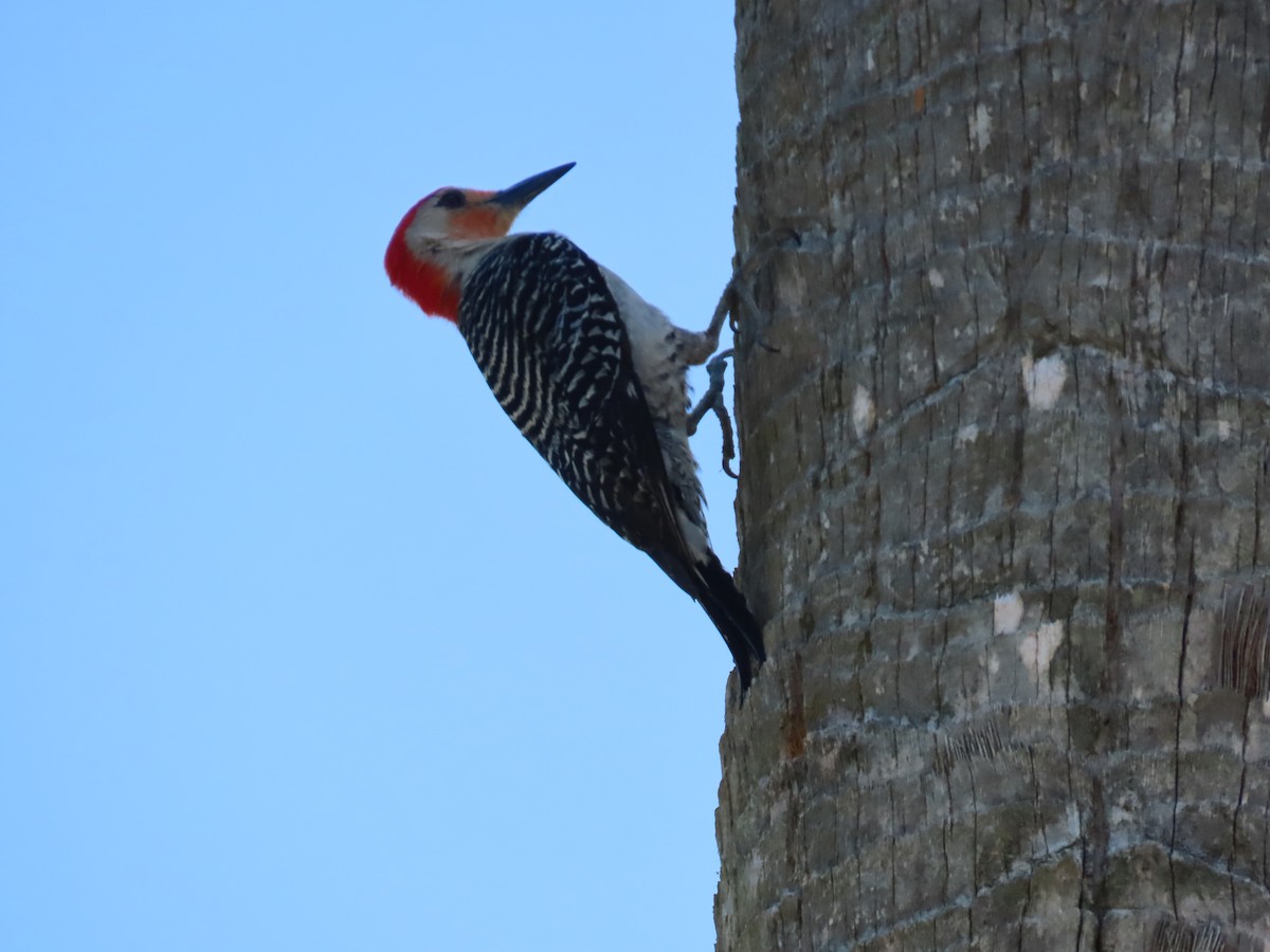 Red-bellied Woodpecker - ML618785777
