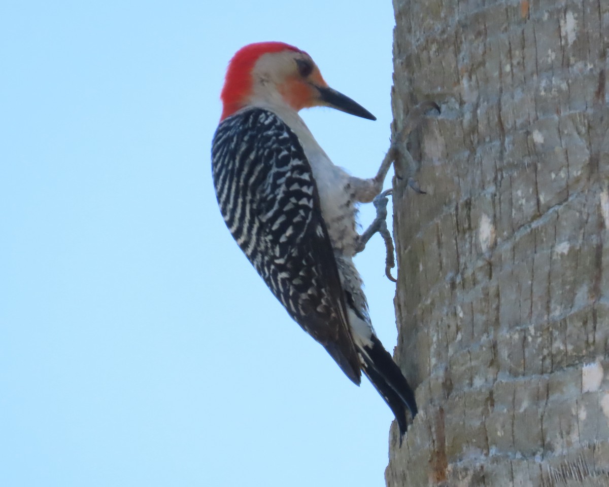 Red-bellied Woodpecker - ML618785778