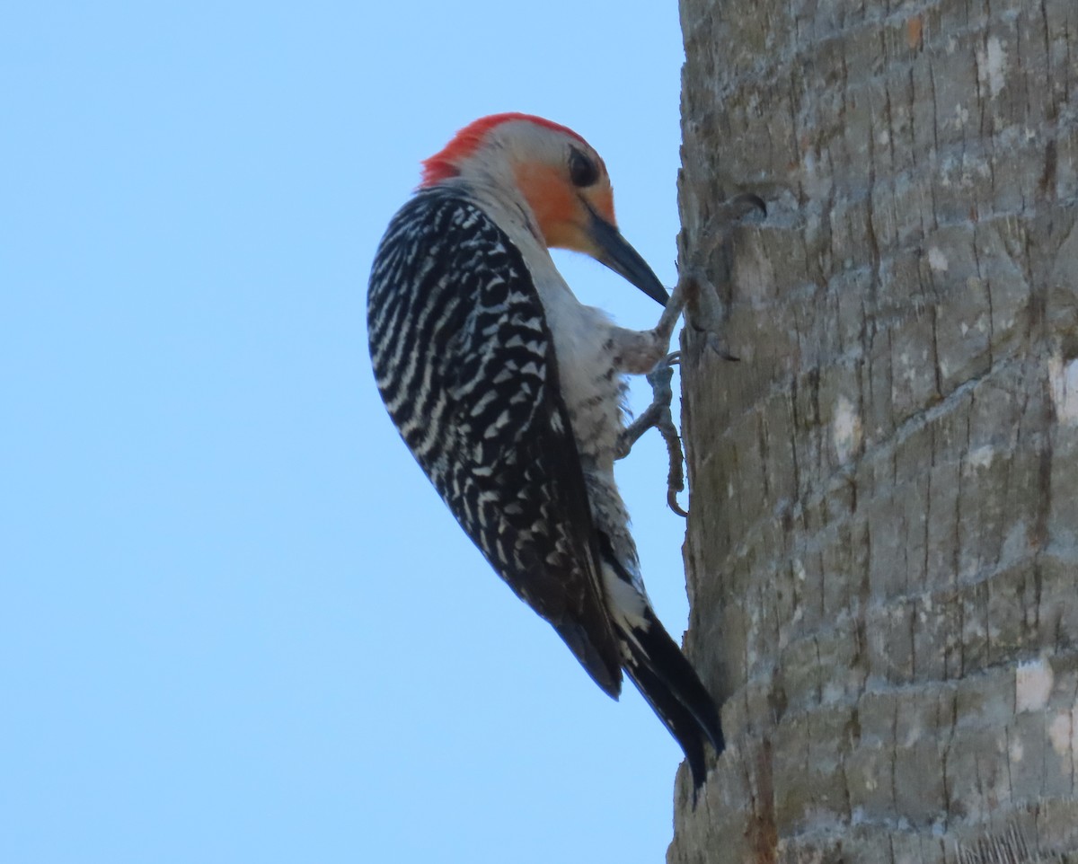Red-bellied Woodpecker - ML618785779