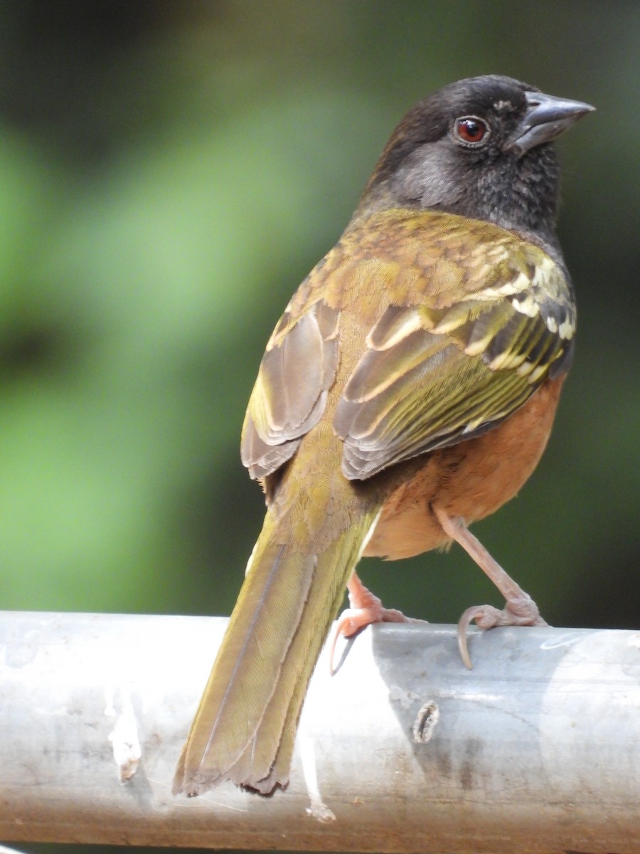 Spotted Towhee (Olive-backed) - ML618785782