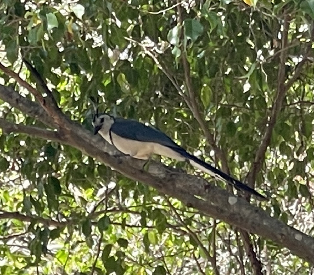 White-throated Magpie-Jay - ML618785785
