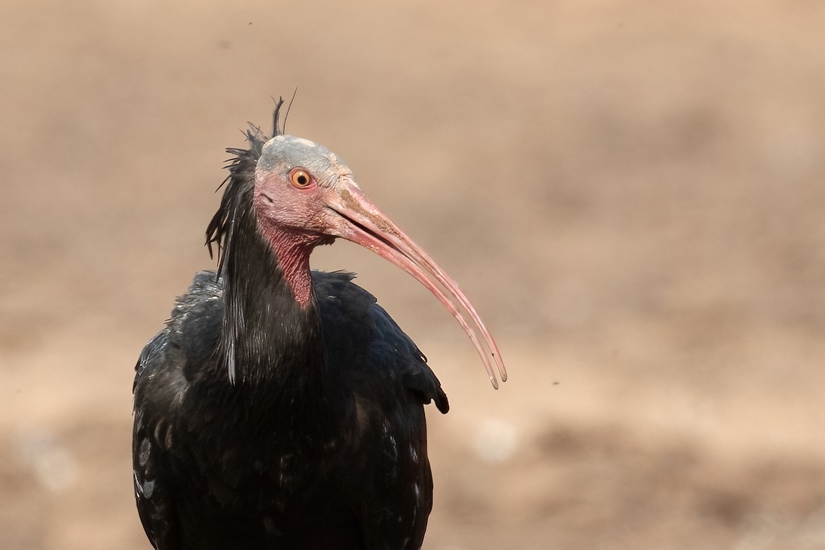 skallet ibis - ML618785803