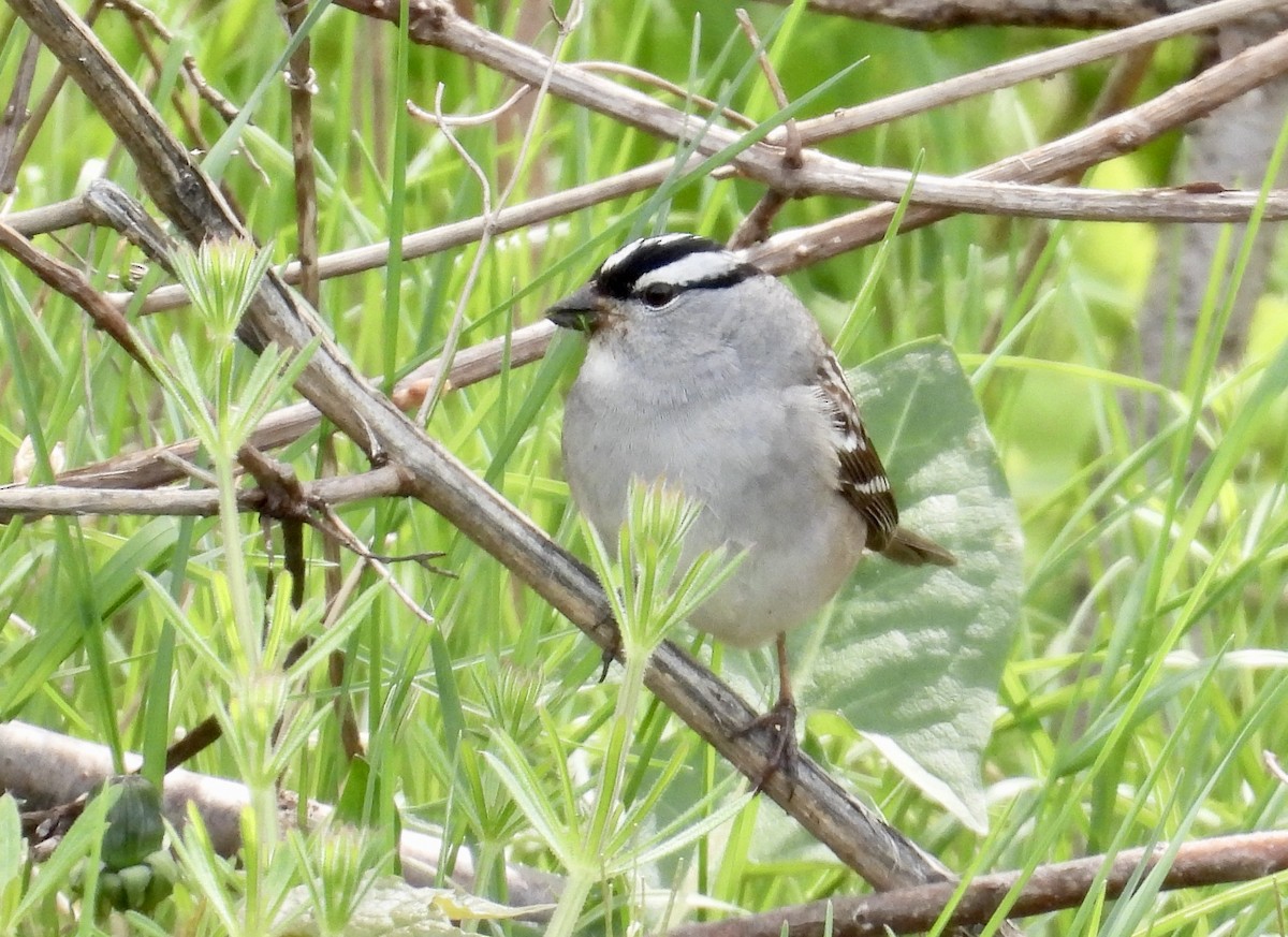 White-crowned Sparrow - ML618785862