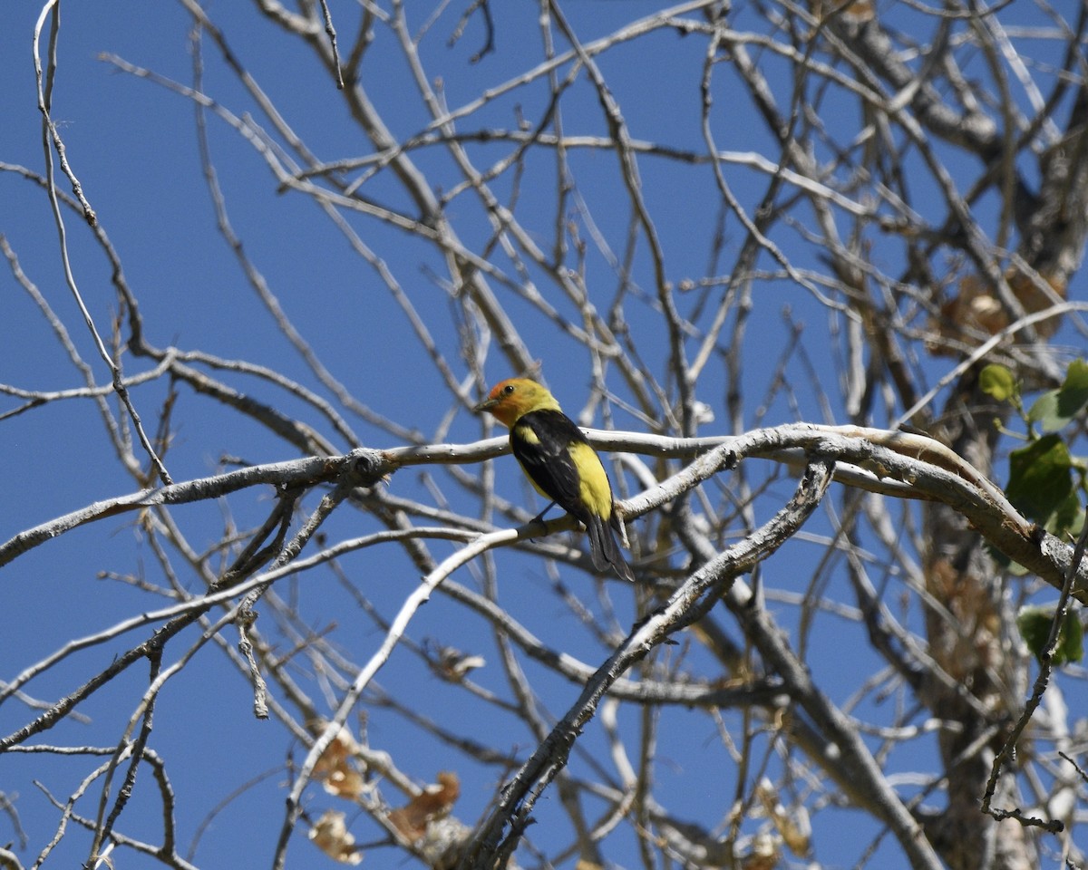 Western Tanager - ML618785879