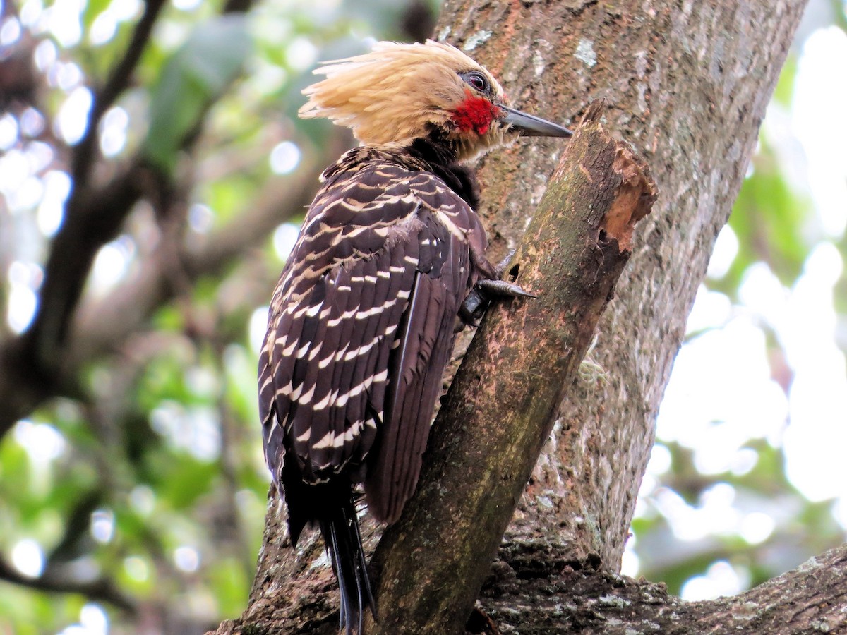 Blond-crested Woodpecker - ML618785880