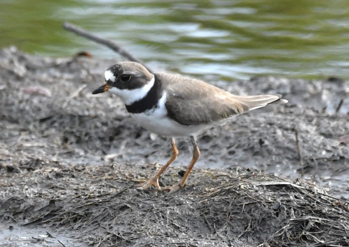 Semipalmated Plover - ML618785886