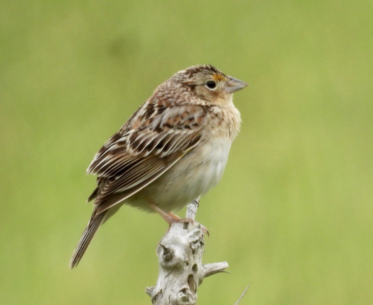 Grasshopper Sparrow - ML618785890