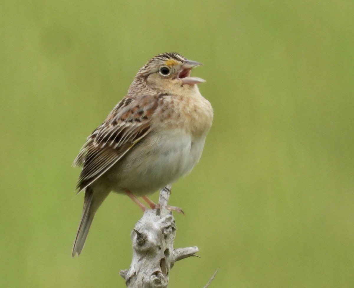 Grasshopper Sparrow - ML618785891