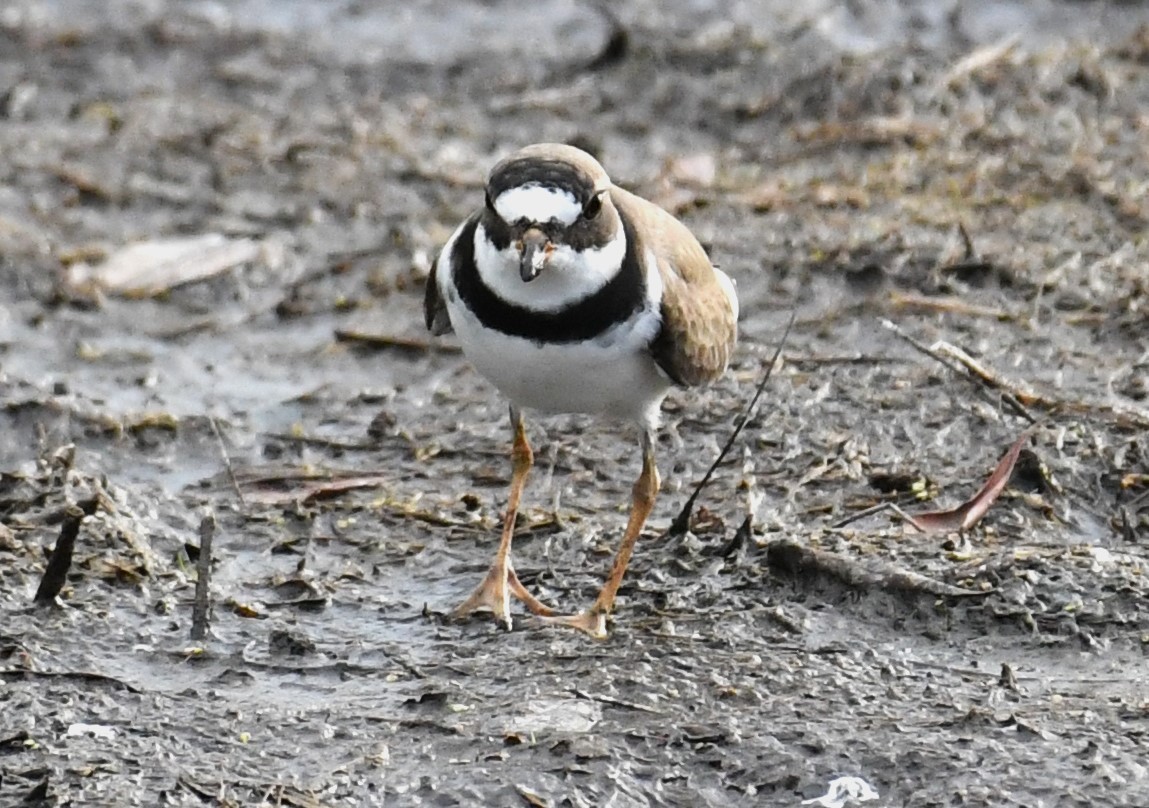 Semipalmated Plover - ML618785895