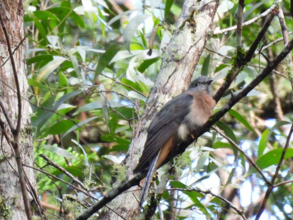 Fan-tailed Cuckoo - Cathy Evans