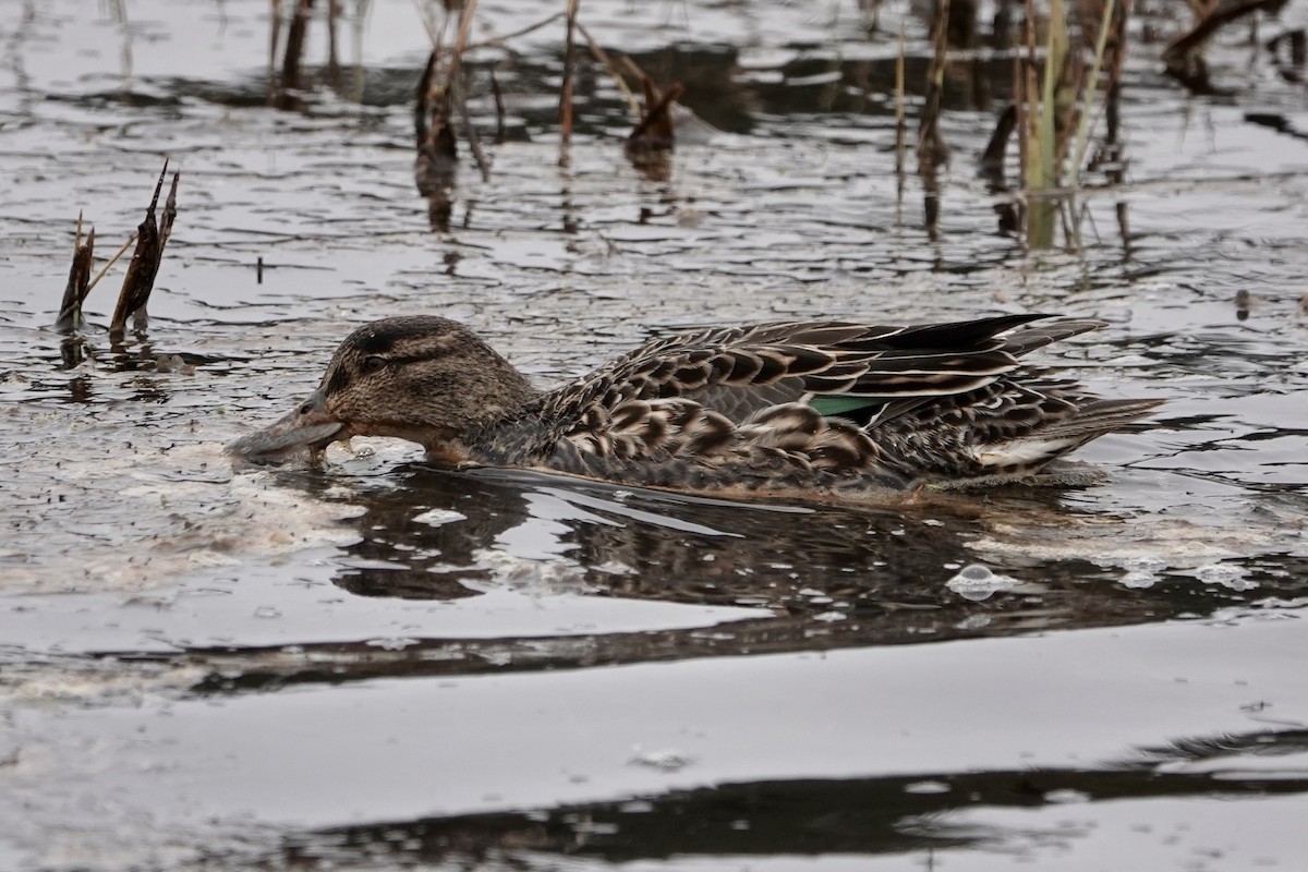 Green-winged Teal - ML618786016