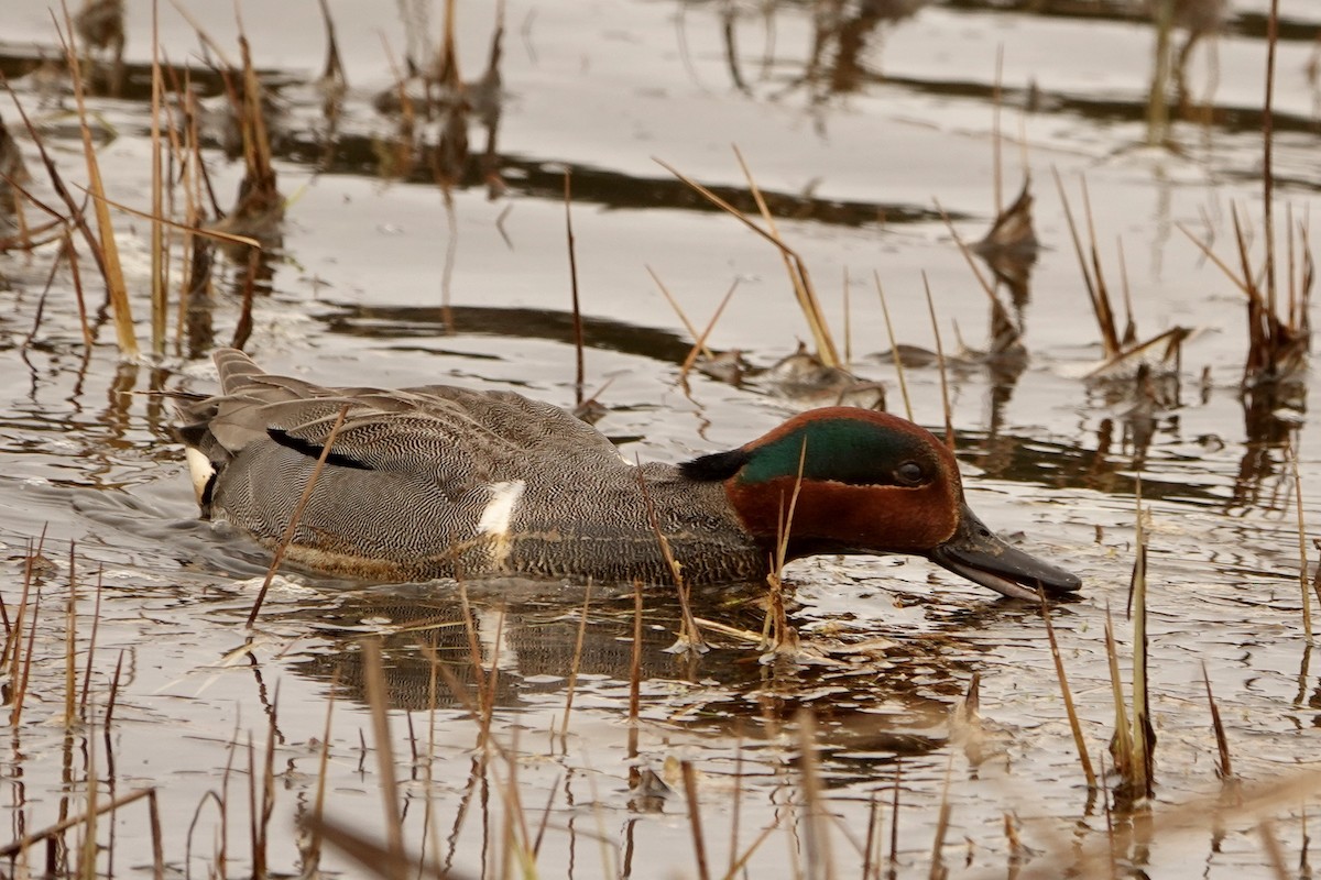 Green-winged Teal - ML618786017