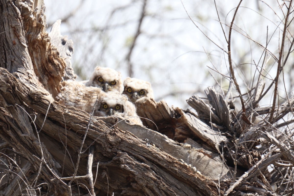 Great Horned Owl - ML618786023
