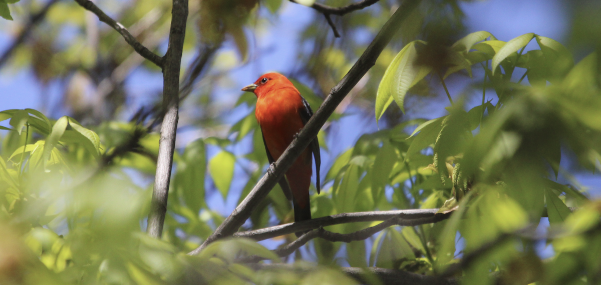 Scarlet Tanager - ML618786085