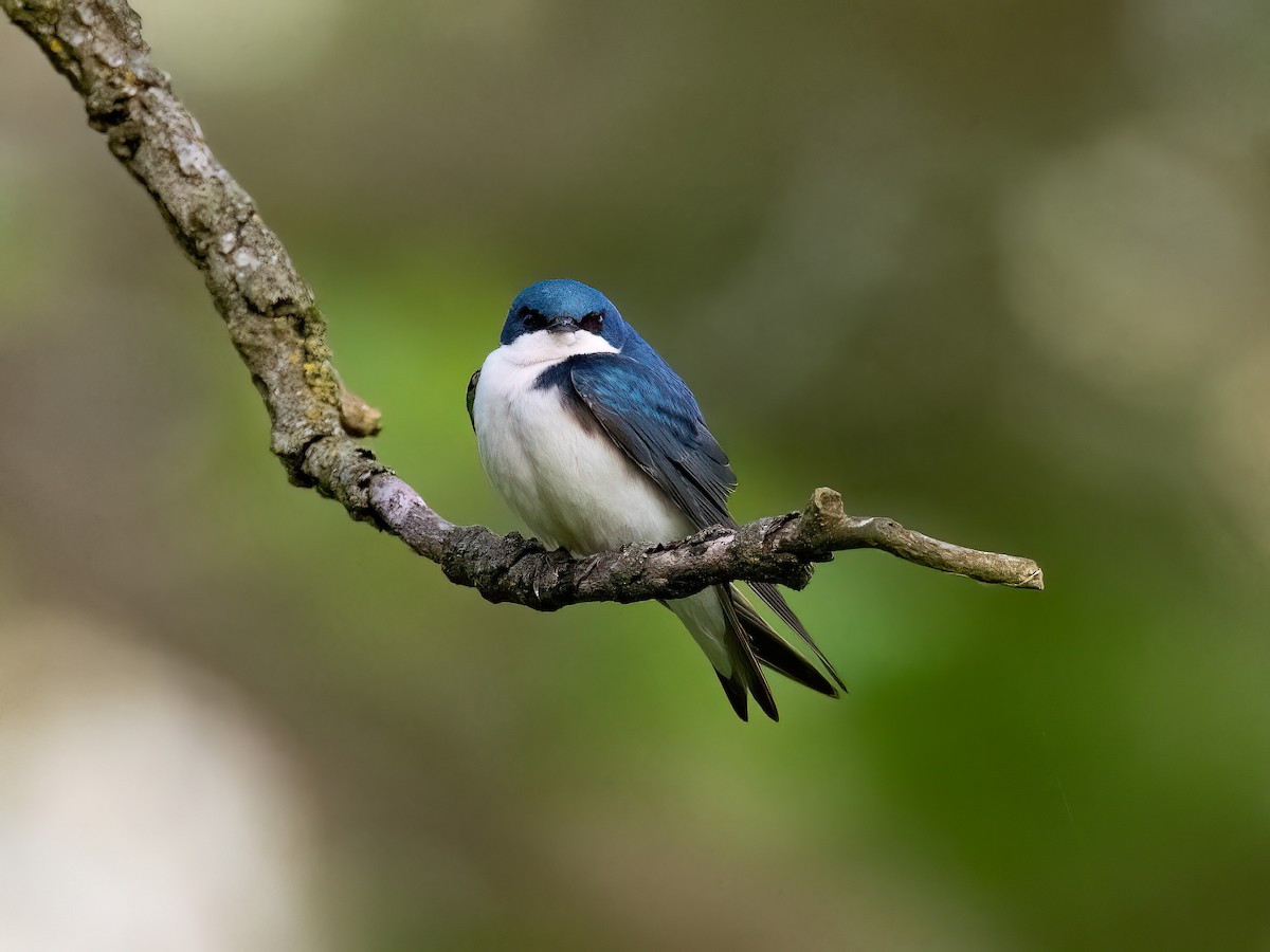 Tree Swallow - Alan MacEachren