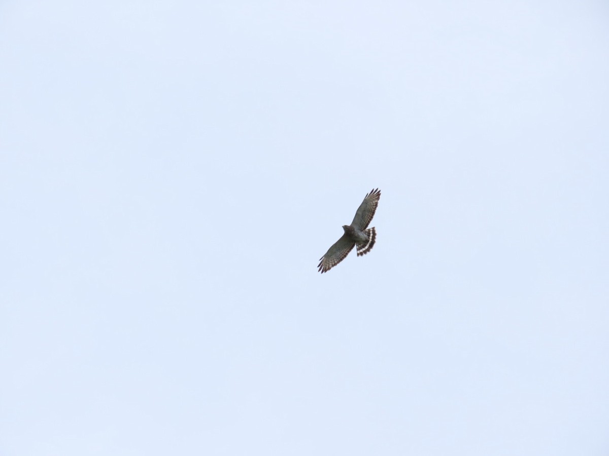 Broad-winged Hawk - ML618786245