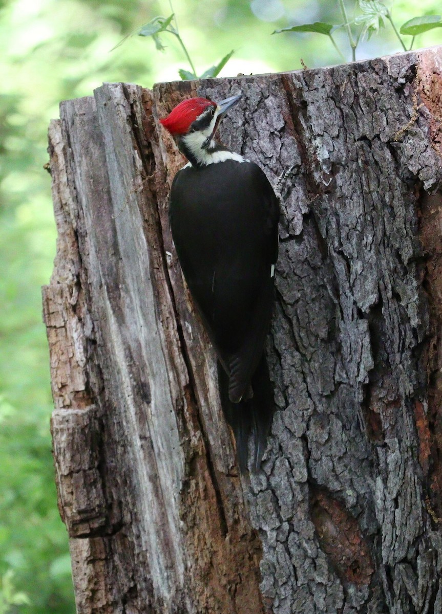 Pileated Woodpecker - ML618786324
