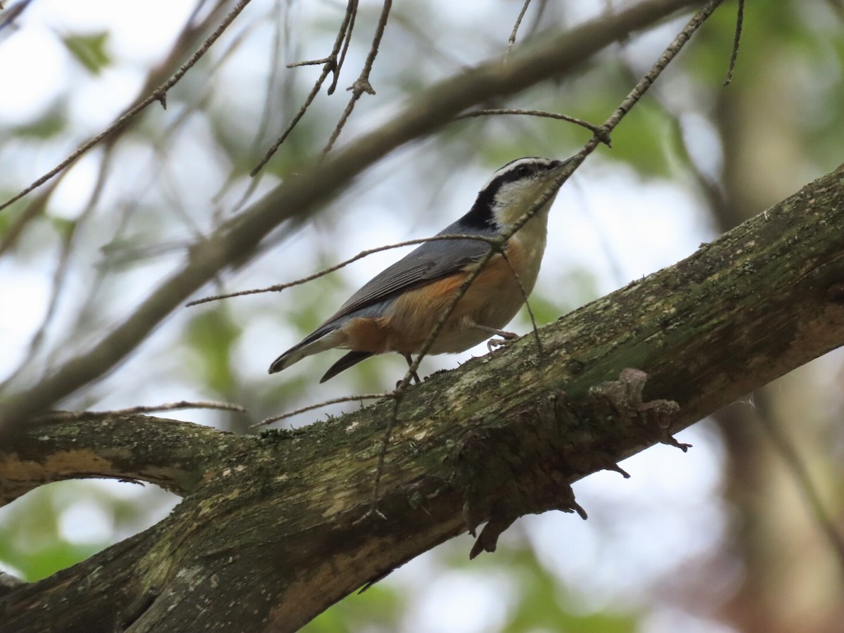 Red-breasted Nuthatch - Tania Mohacsi