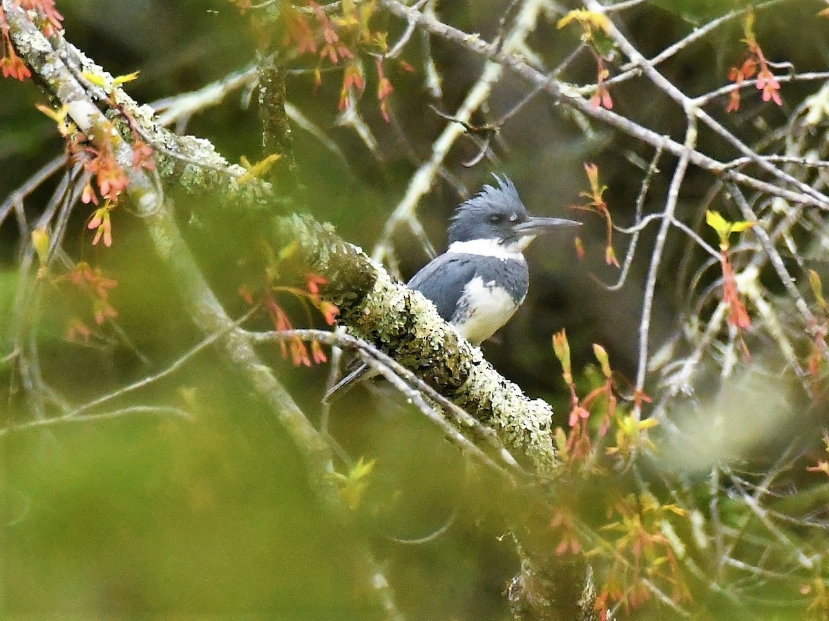 Belted Kingfisher - Marcia Suchy