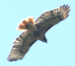 Red-tailed Hawk - ML618786420