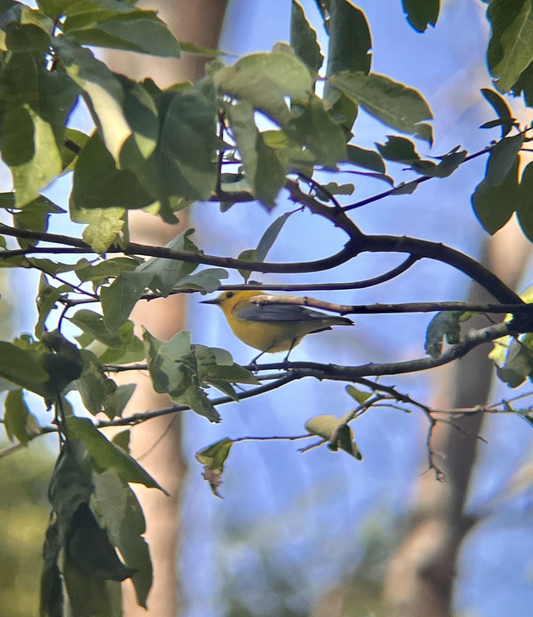 Prothonotary Warbler - ML618786435