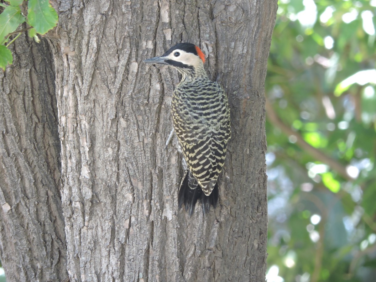 Green-barred Woodpecker - ML618786460