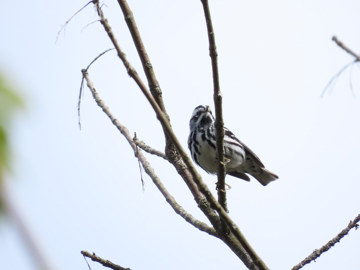 Black-and-white Warbler - ML618786482