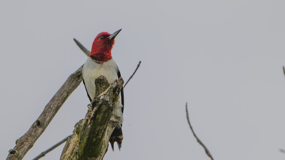 Red-headed Woodpecker - Paul Clifford