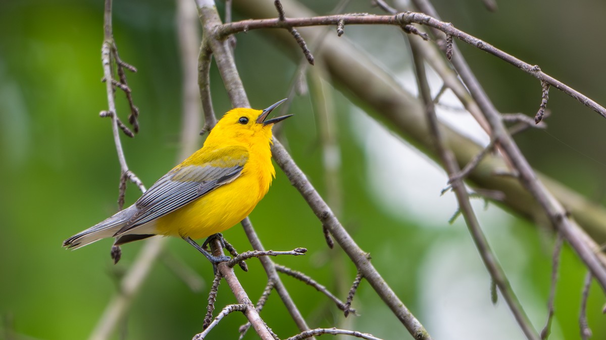 Prothonotary Warbler - ML618786501
