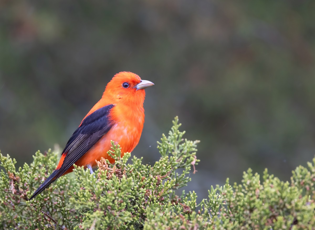 Scarlet Tanager - ML618786545