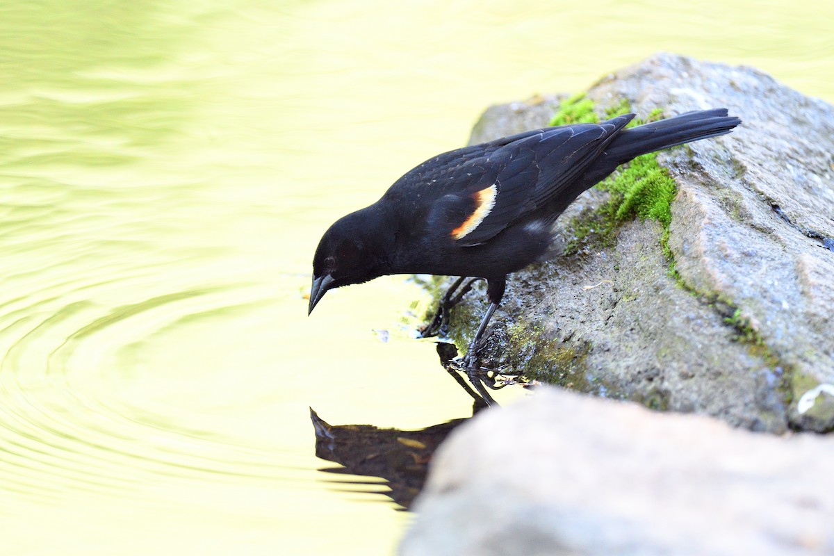 Red-winged Blackbird (Red-winged) - ML618786562